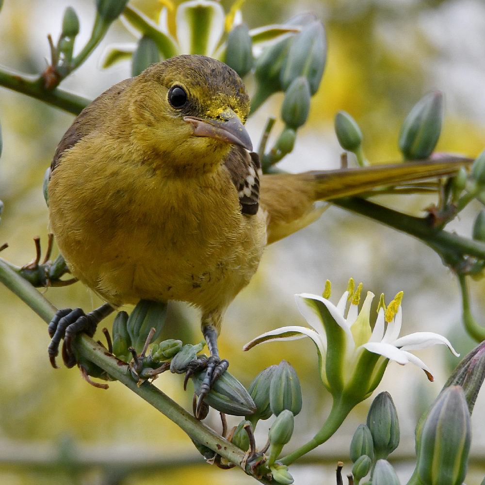 Oriole38.jpg