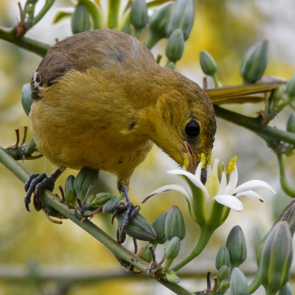 Oriole39.jpg