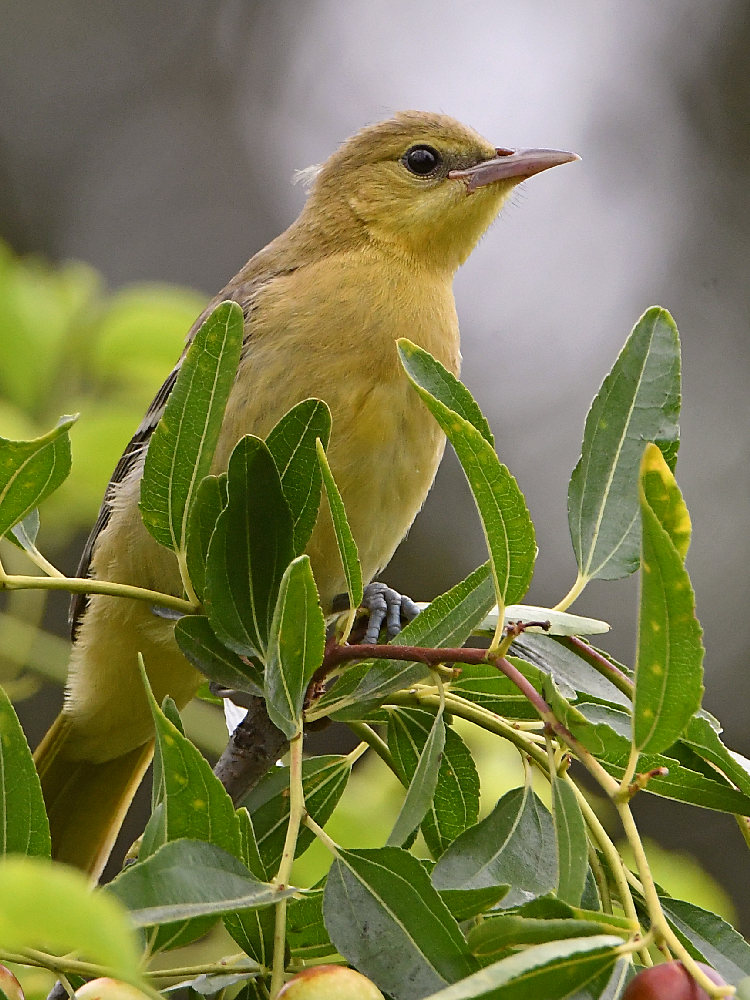 Oriole3_2017_08_21.jpg