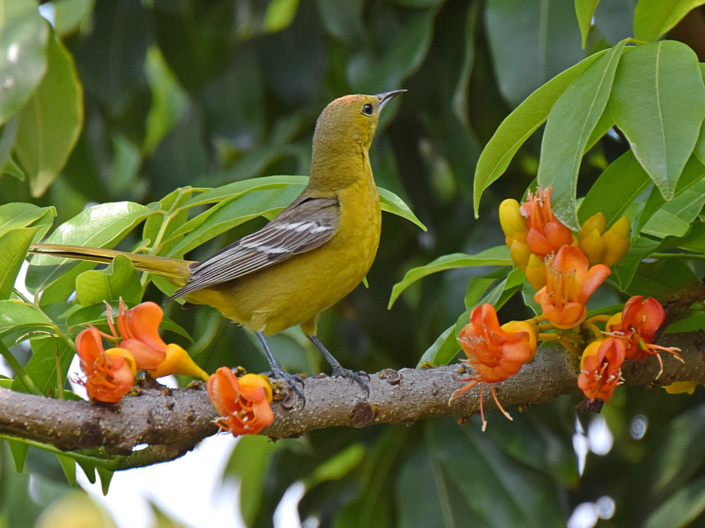 Oriole4.jpg