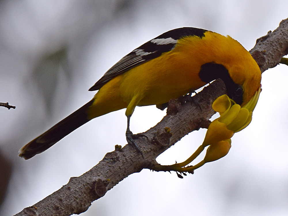 Oriole4.jpg