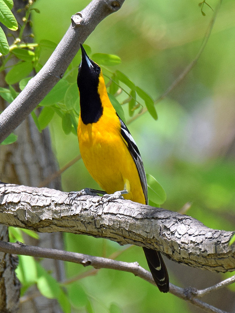 Oriole4.jpg