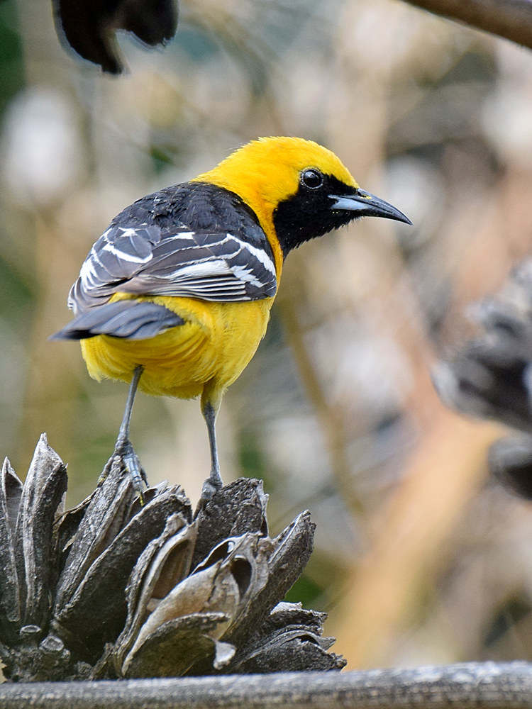Oriole4.jpg