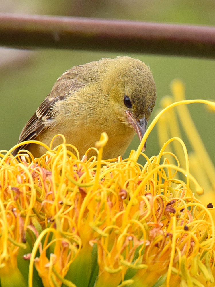 Oriole4.jpg