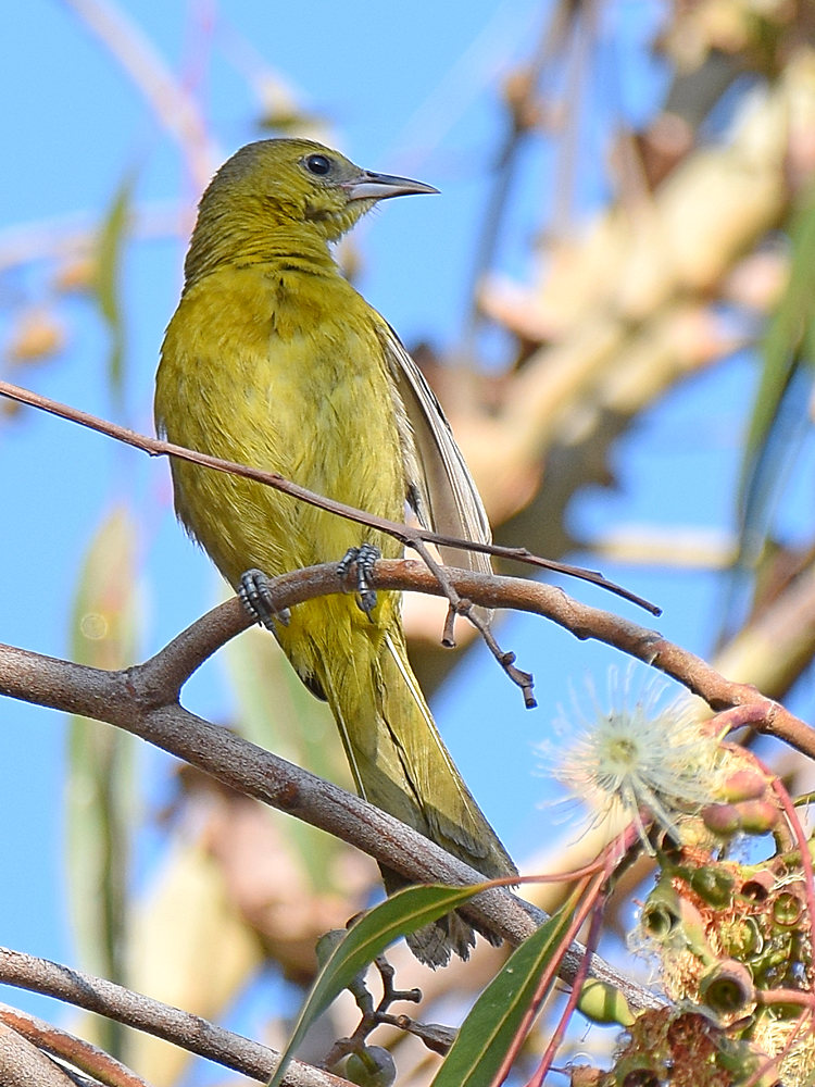 Oriole4.jpg