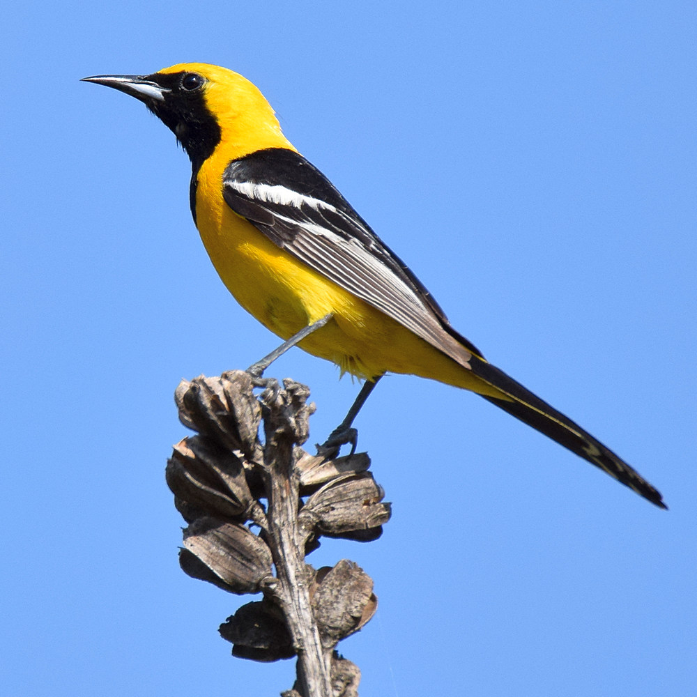 Oriole4.jpg