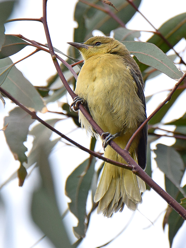 Oriole4.jpg