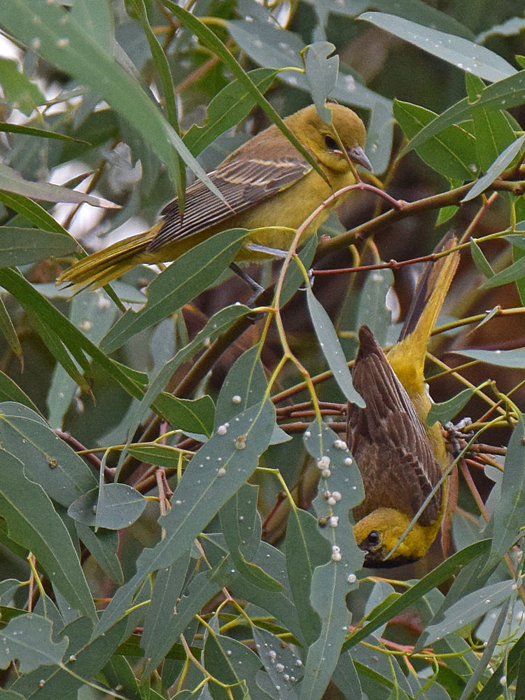 Oriole4.jpg