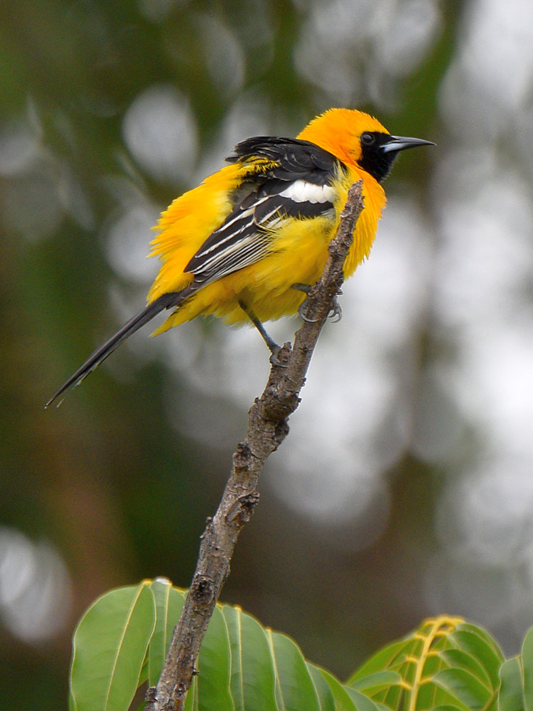Oriole4.jpg