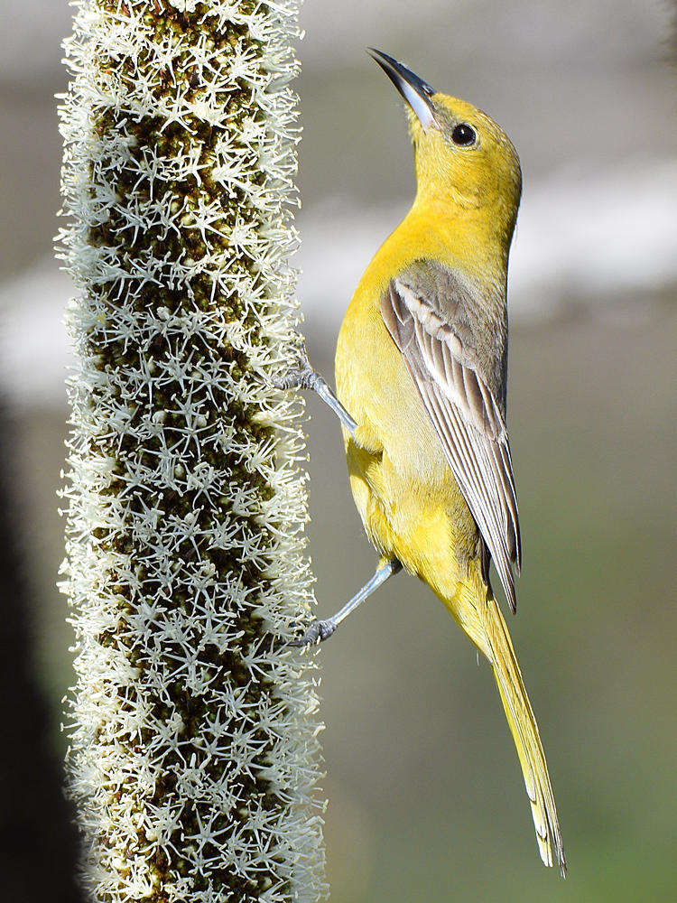 Oriole4.jpg