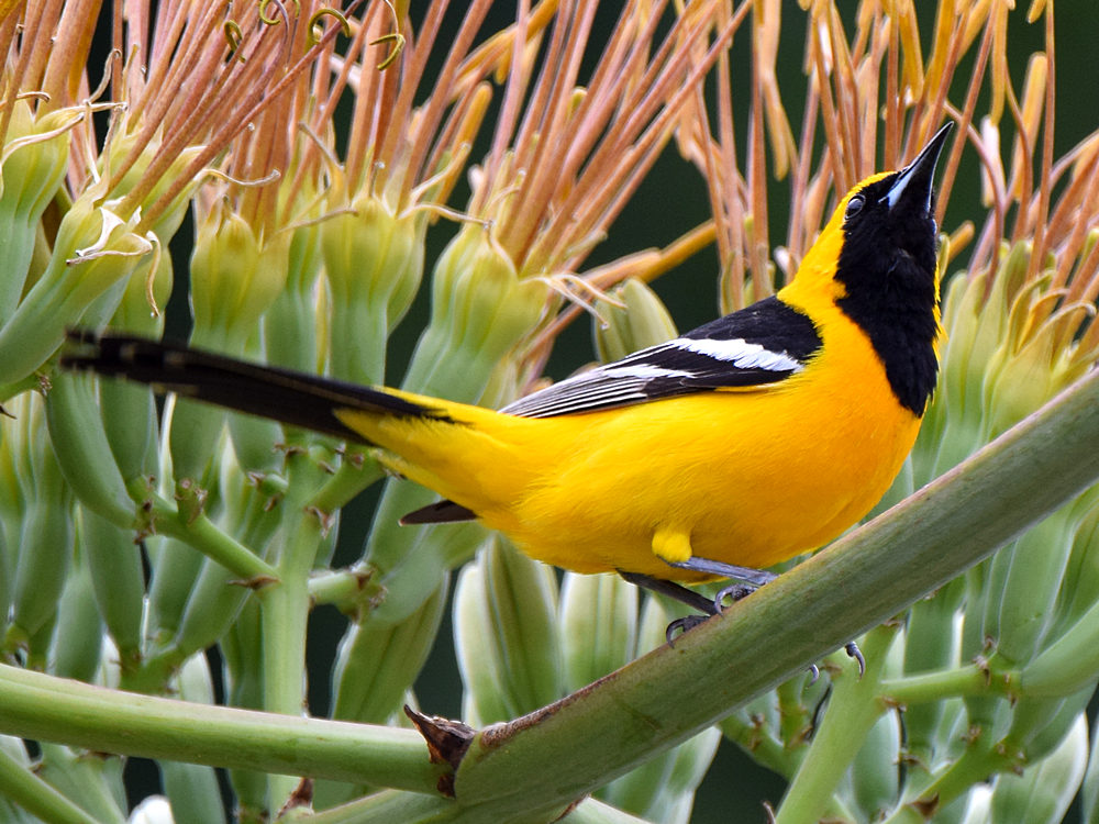 Oriole4.jpg
