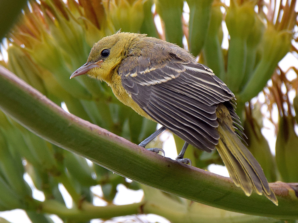 Oriole4.jpg