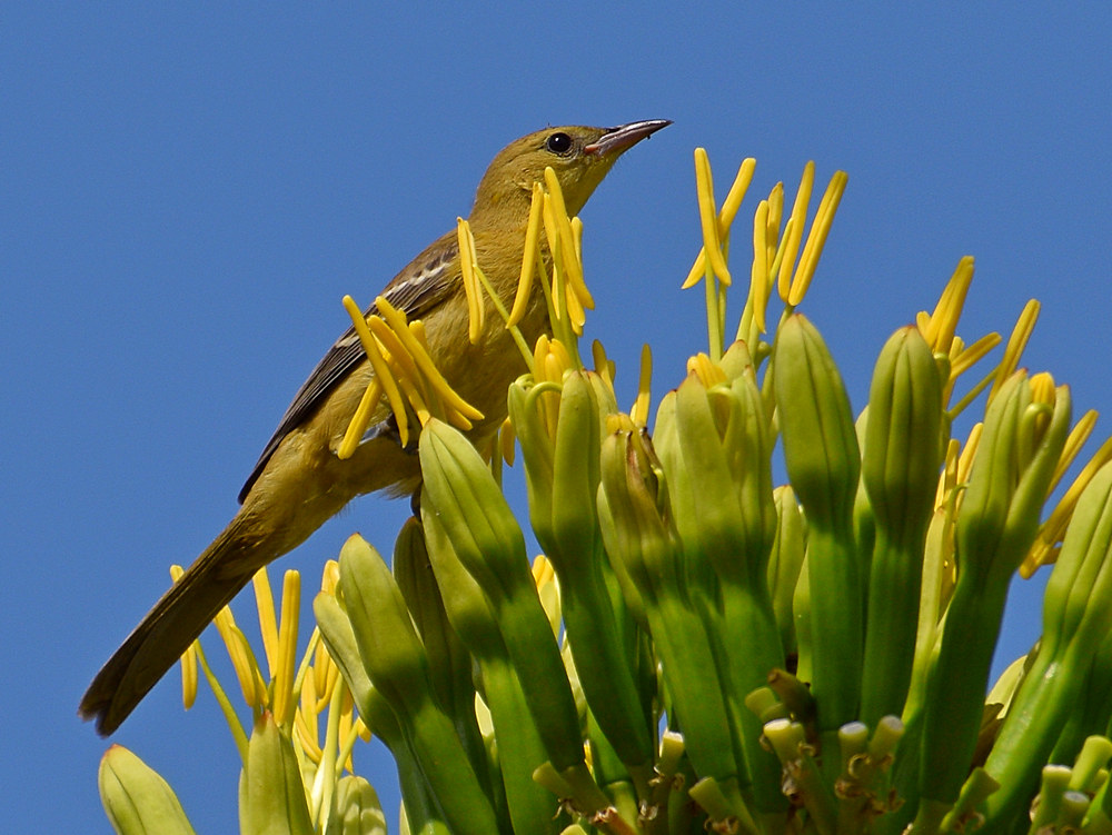 Oriole4.jpg