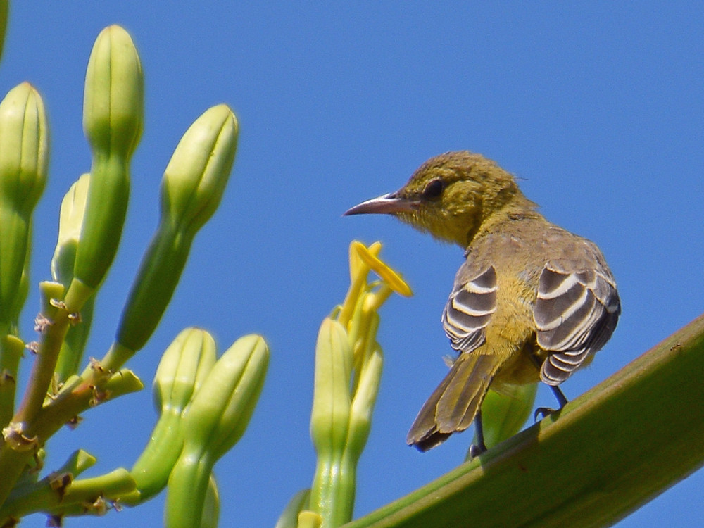Oriole4.jpg