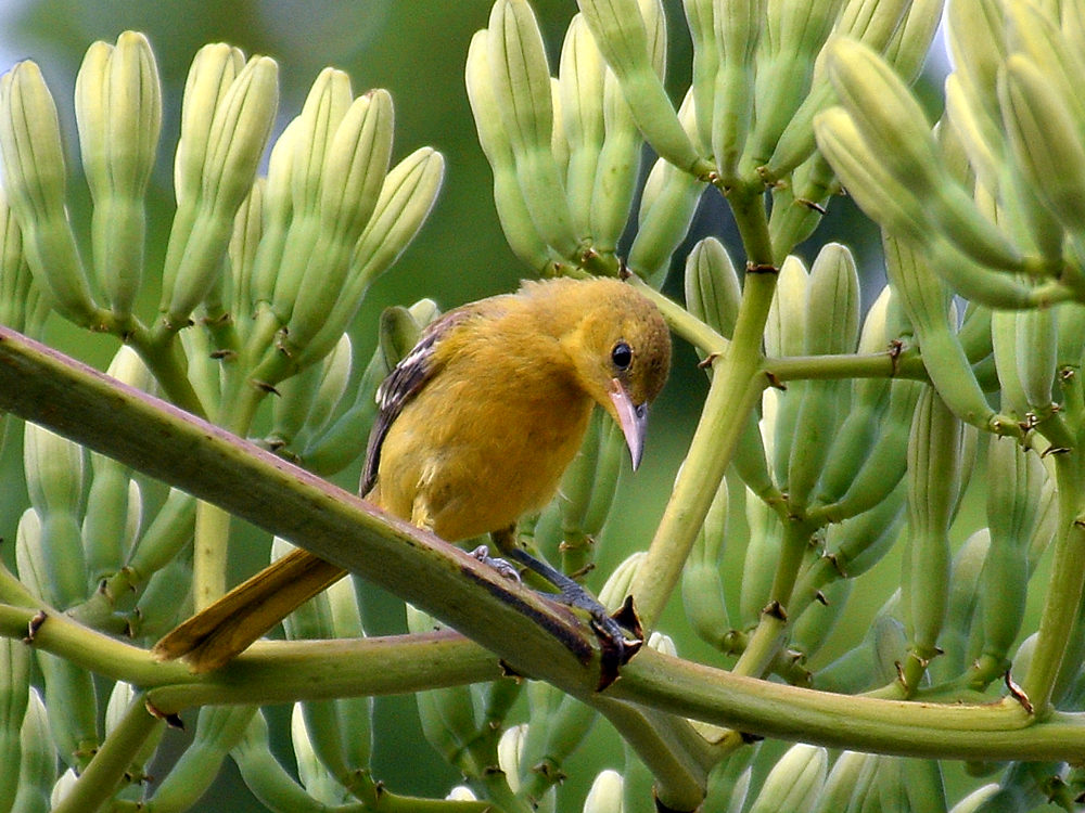 Oriole4.jpg