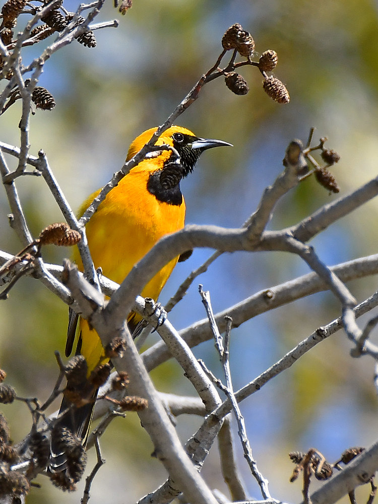 Oriole4.jpg