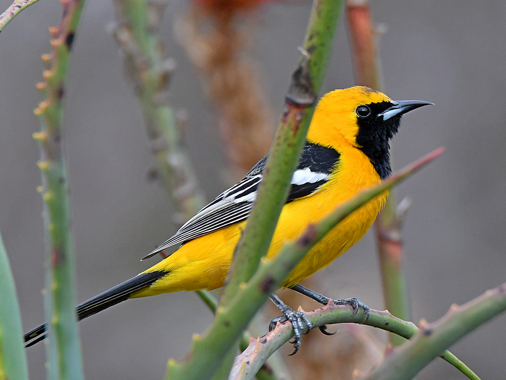 Oriole4.jpg