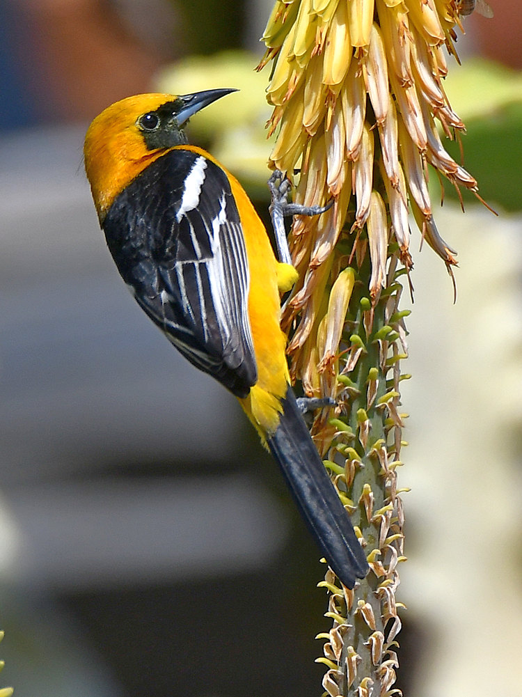 Oriole4.jpg