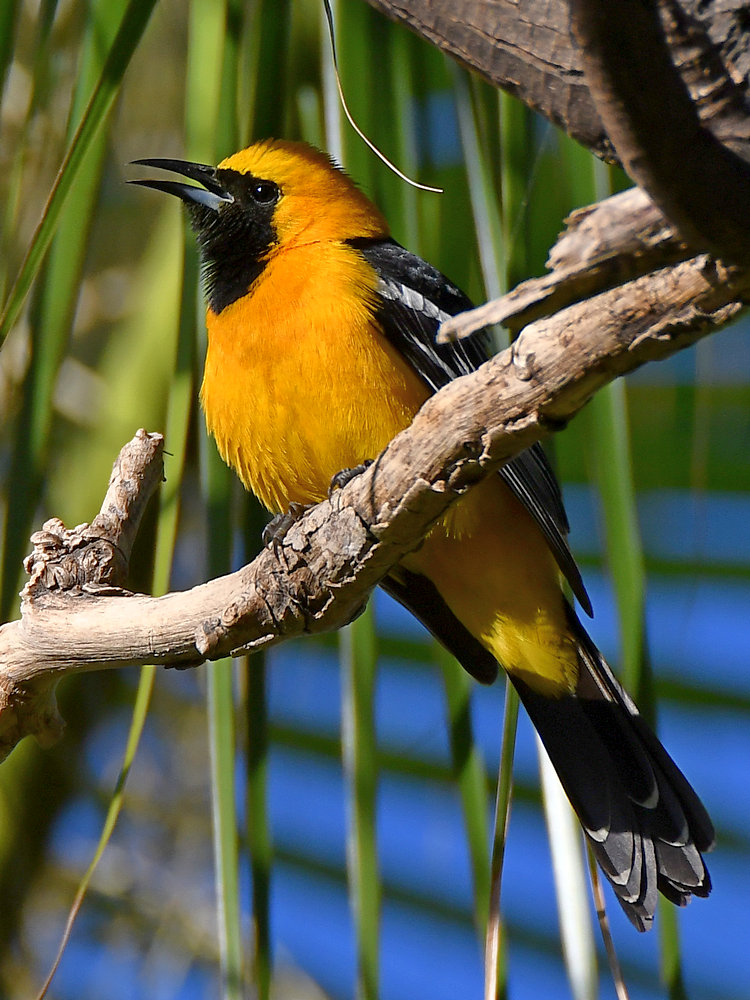 Oriole4.jpg