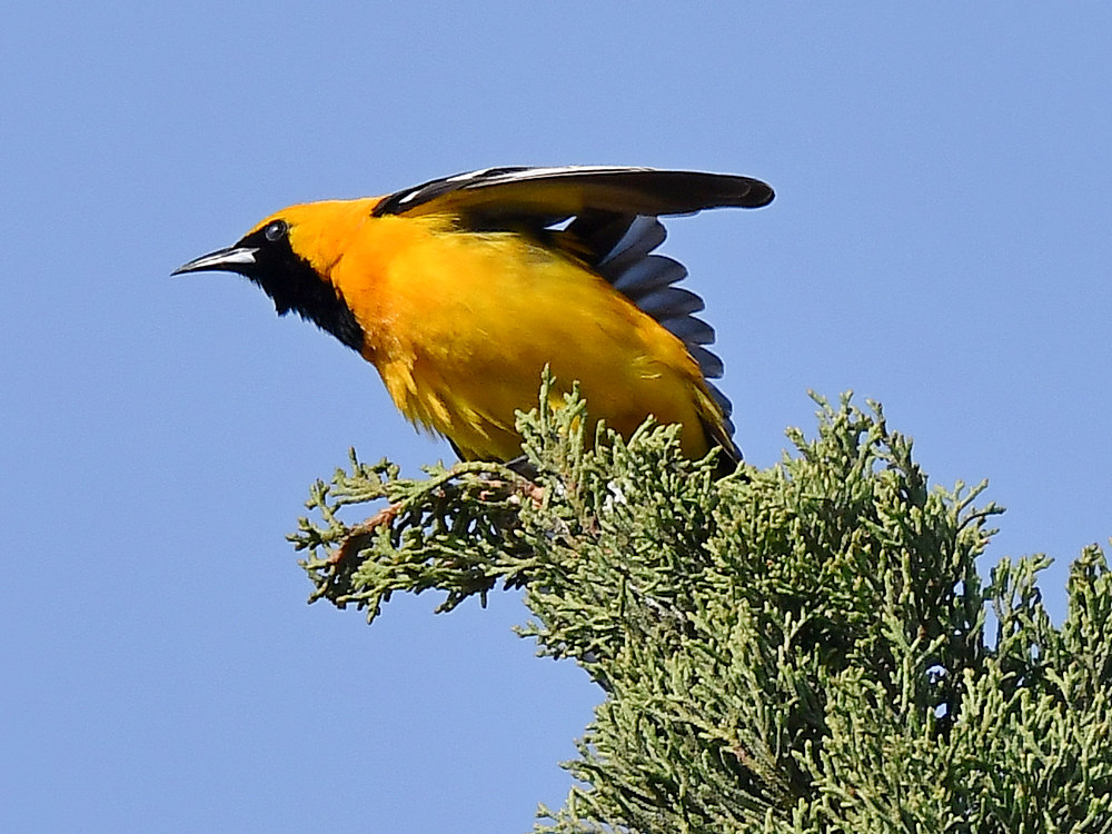 Oriole4.jpg