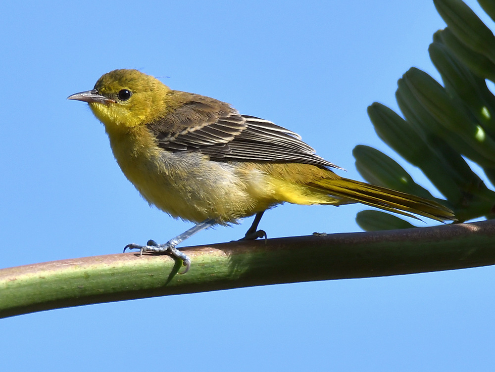 Oriole4.jpg