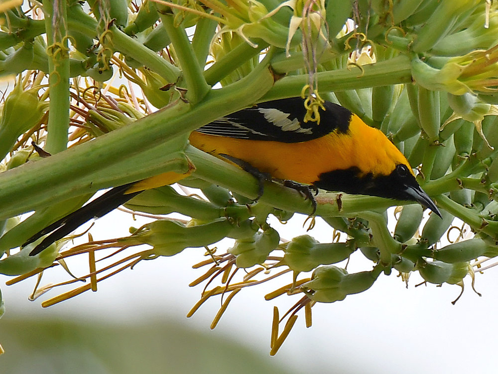 Oriole4.jpg