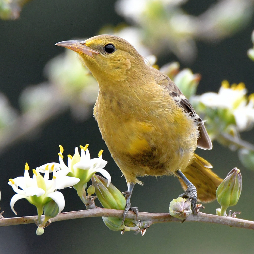Oriole4.jpg