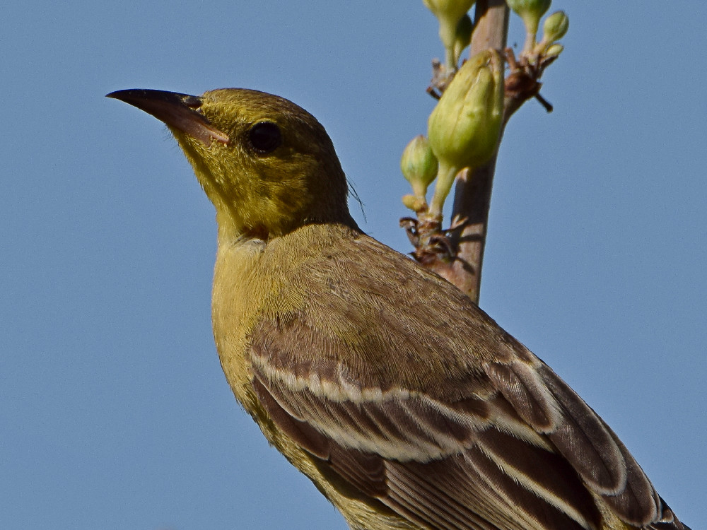 Oriole4.jpg