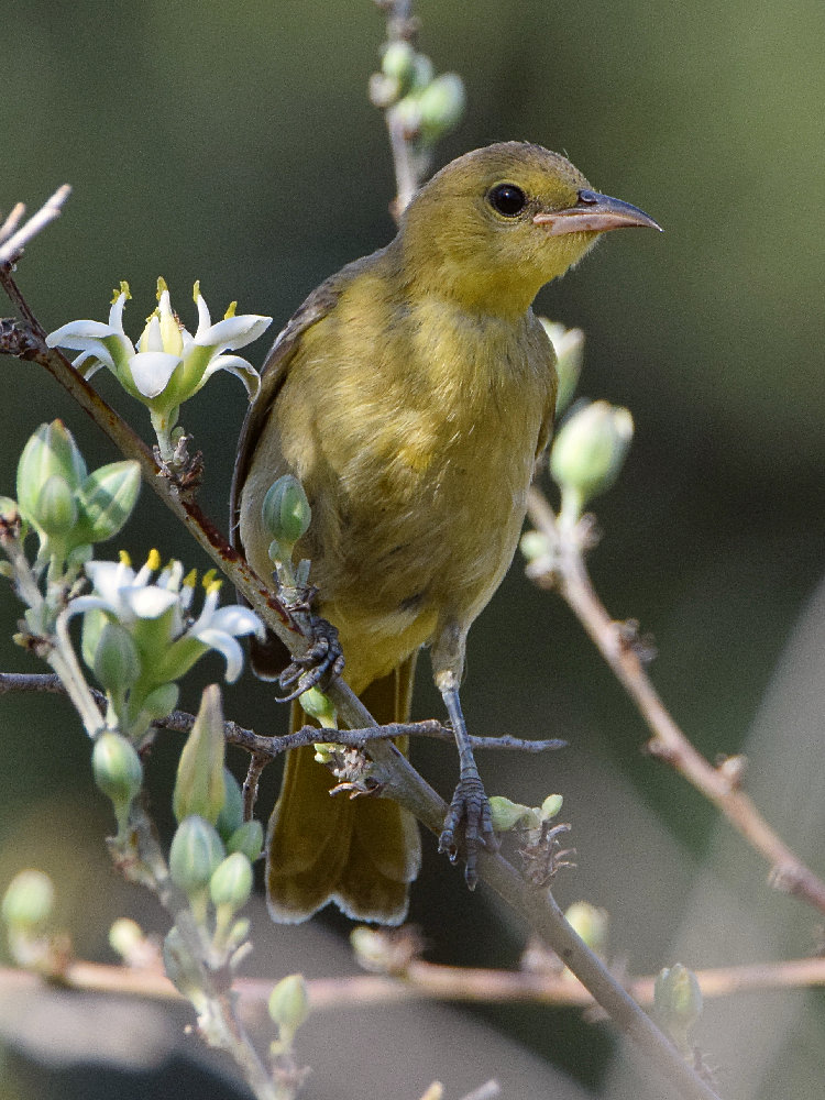 Oriole4.jpg