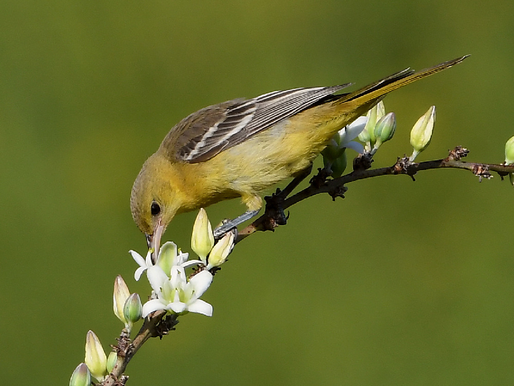 Oriole4.jpg