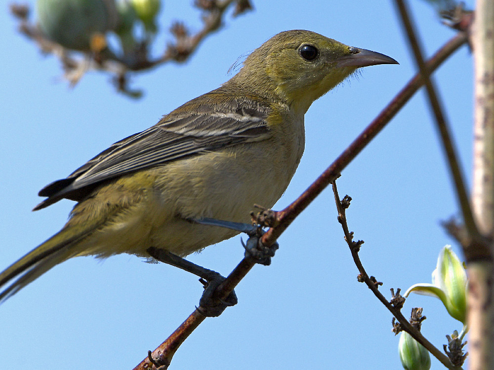Oriole4.jpg