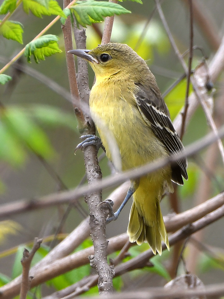 Oriole4.jpg