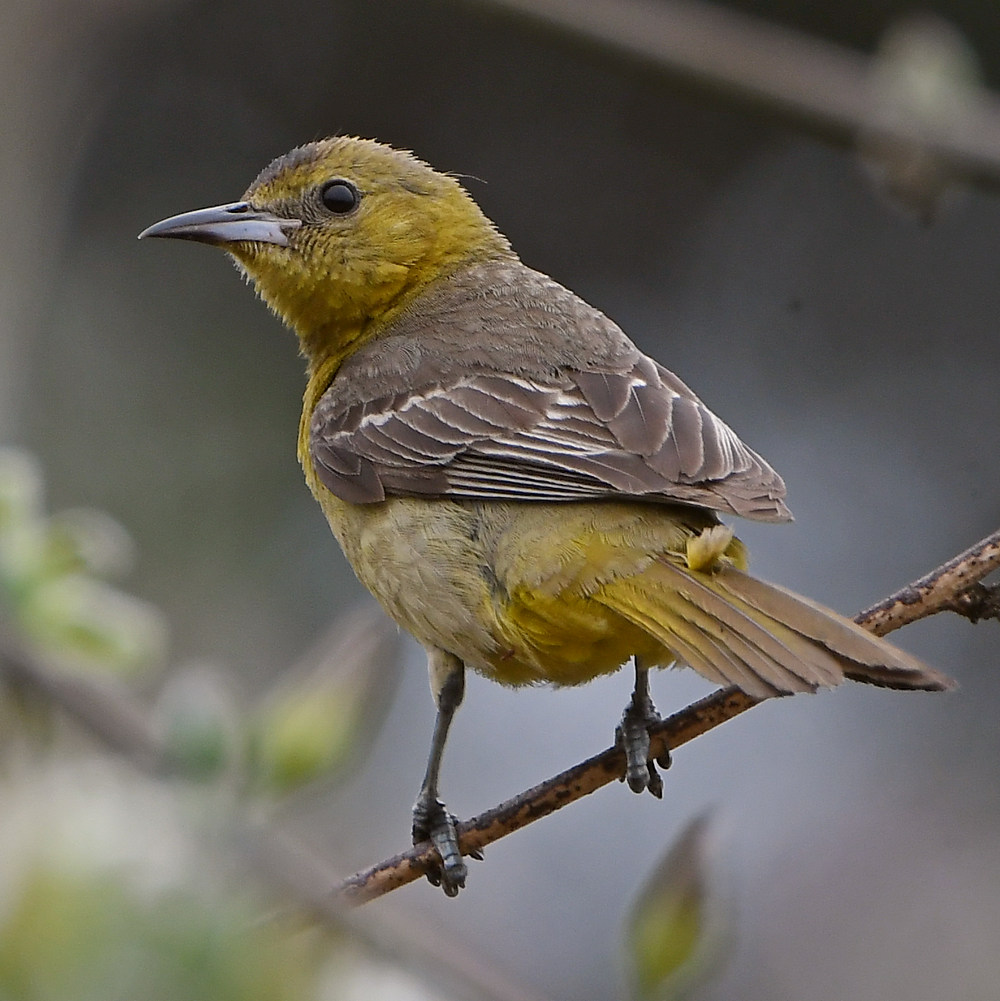 Oriole4.jpg