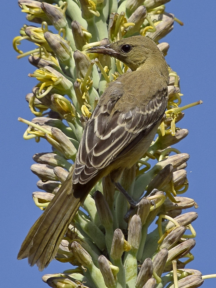 Oriole4.jpg
