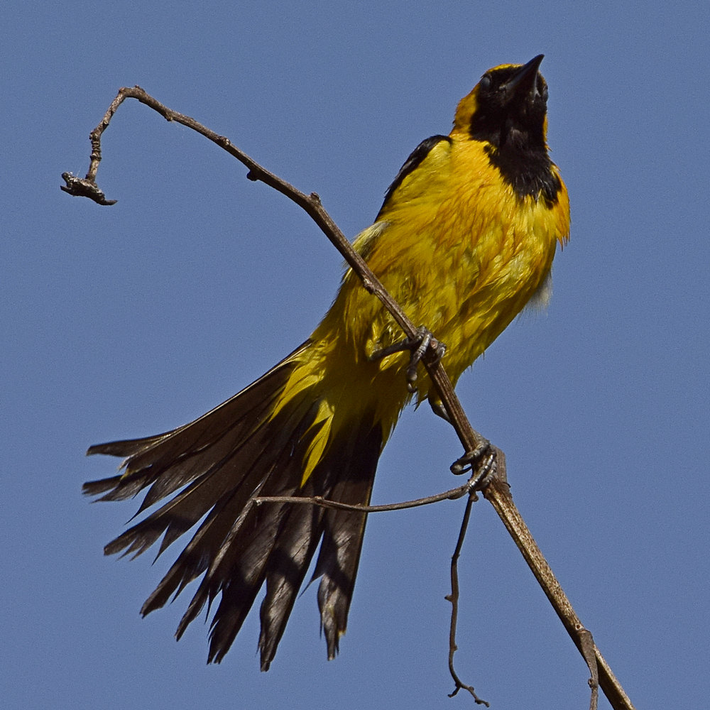 Oriole4.jpg