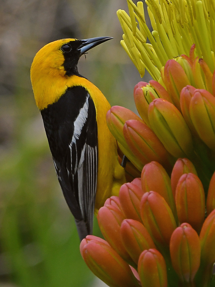 Oriole4.jpg