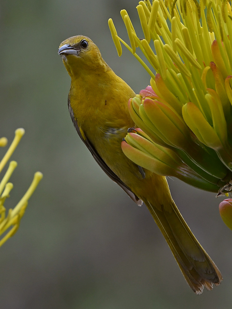 Oriole4.jpg