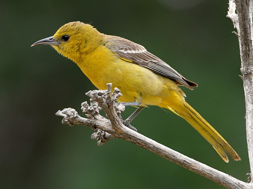 Oriole4.jpg