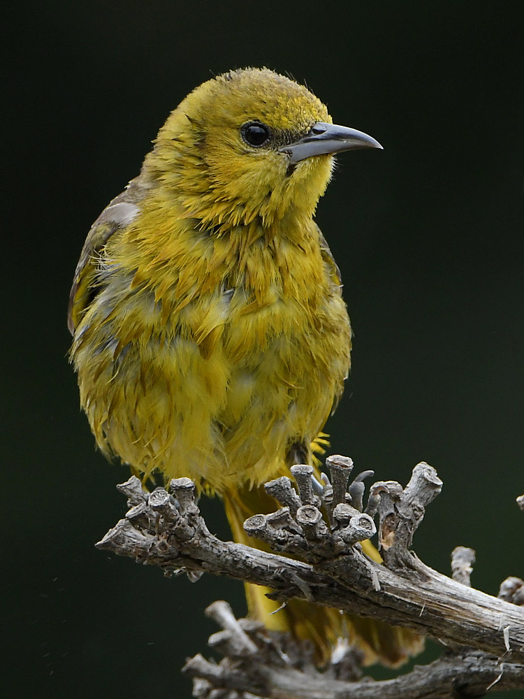 Oriole4.jpg