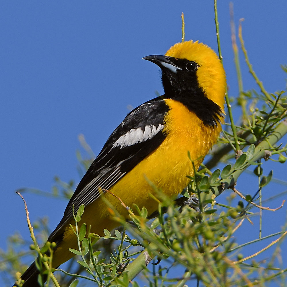 Oriole4.jpg