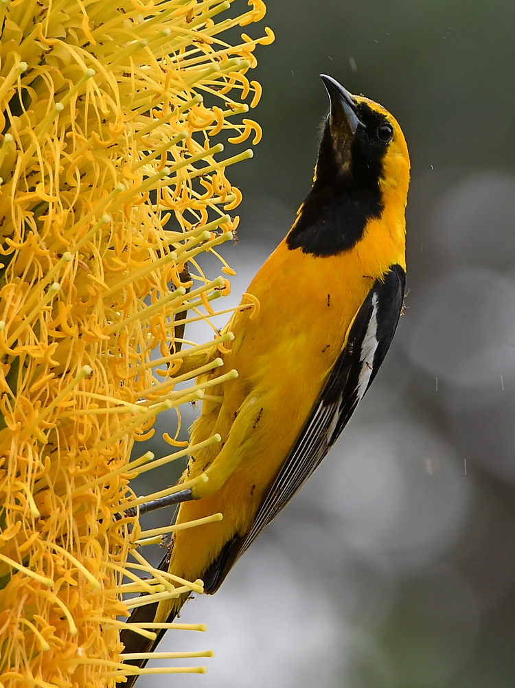 Oriole4.jpg