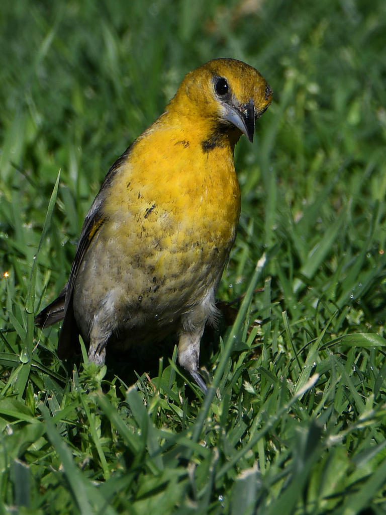 Oriole4.jpg