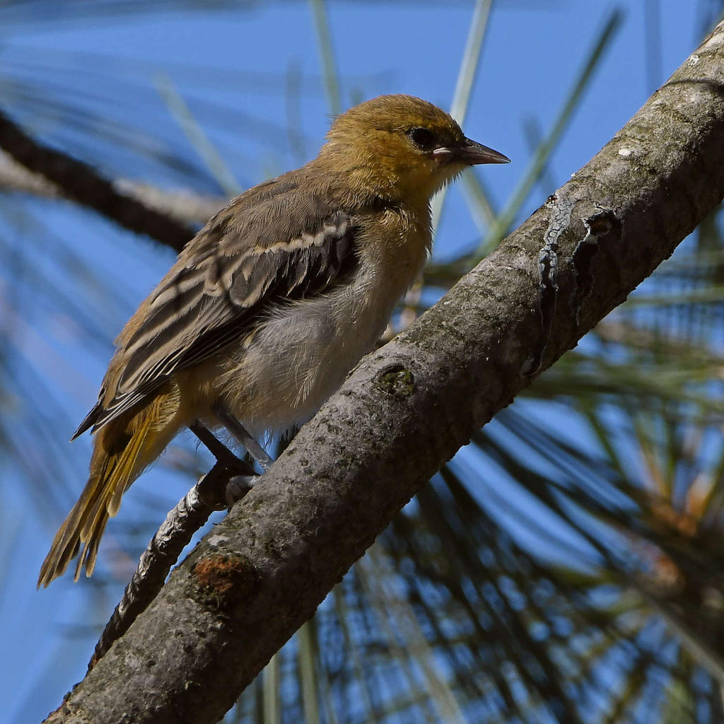 Oriole4.jpg
