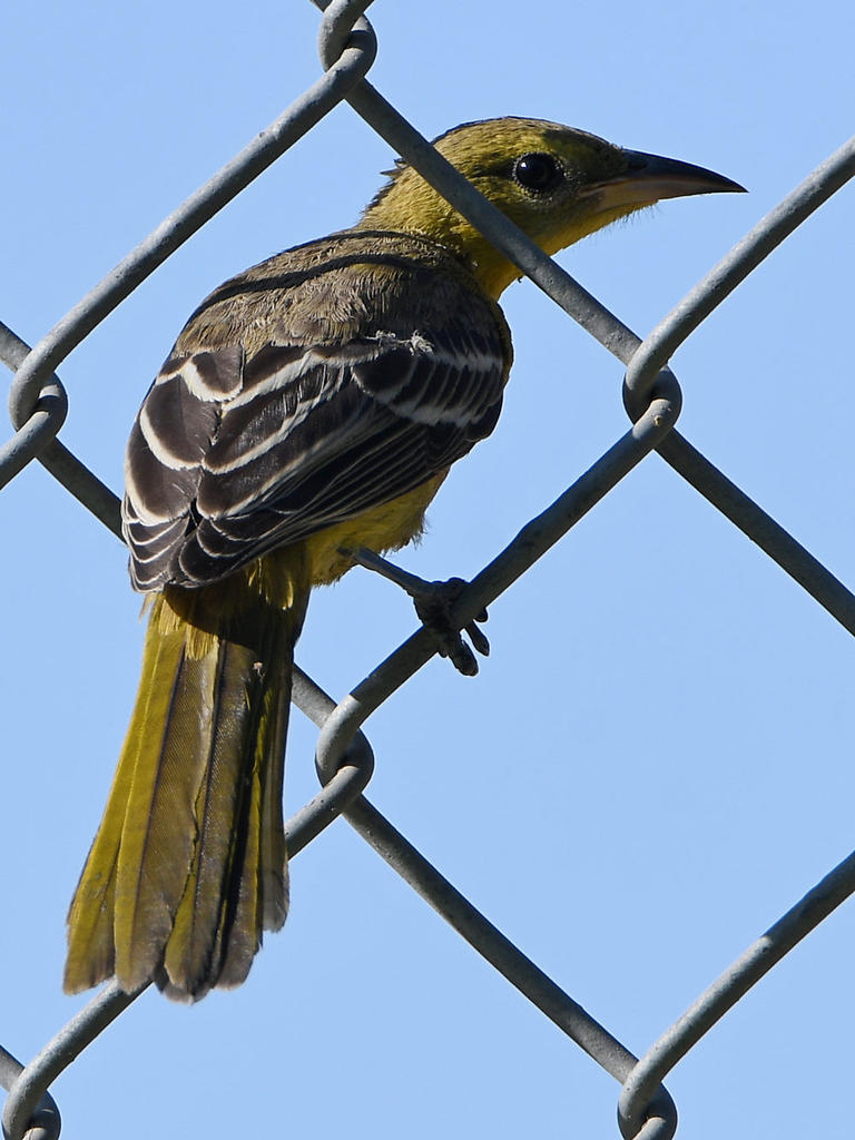 Oriole4.jpg
