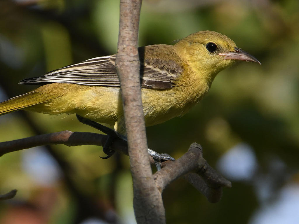 Oriole4.jpg