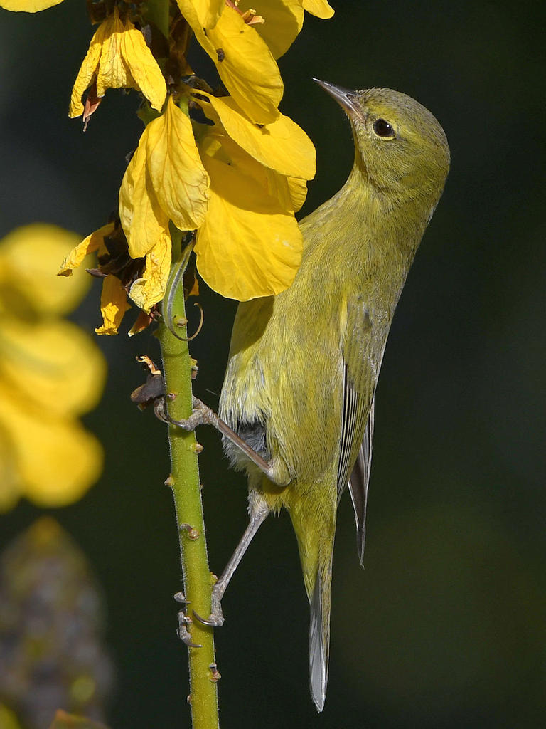 Oriole4.jpg