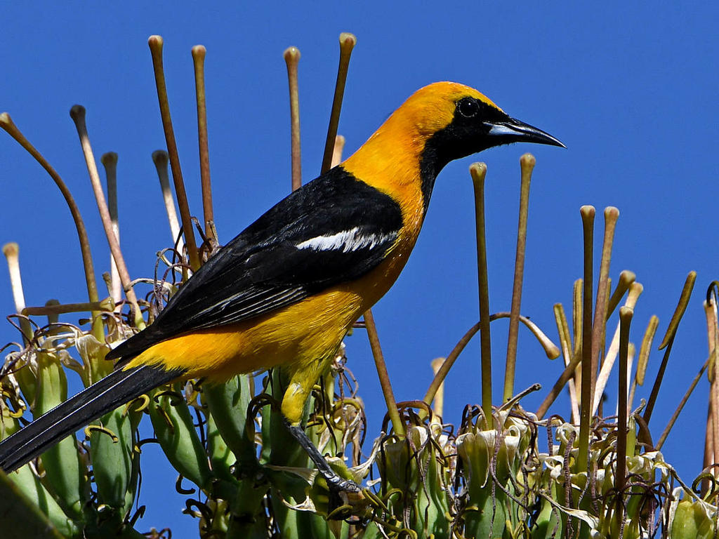 Oriole4.jpg