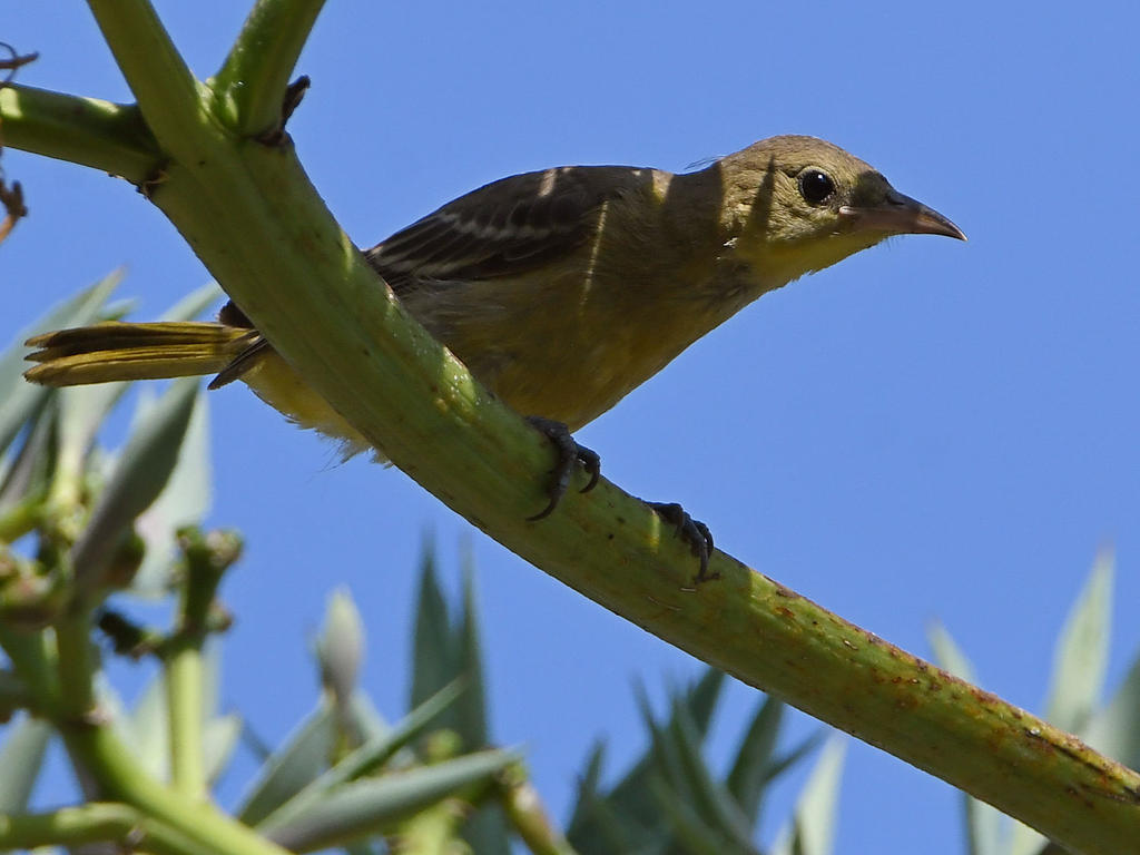 Oriole4.jpg