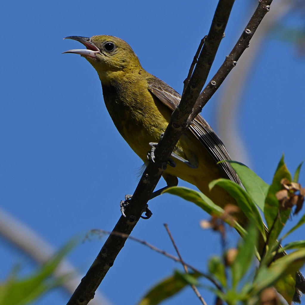 Oriole4.jpg