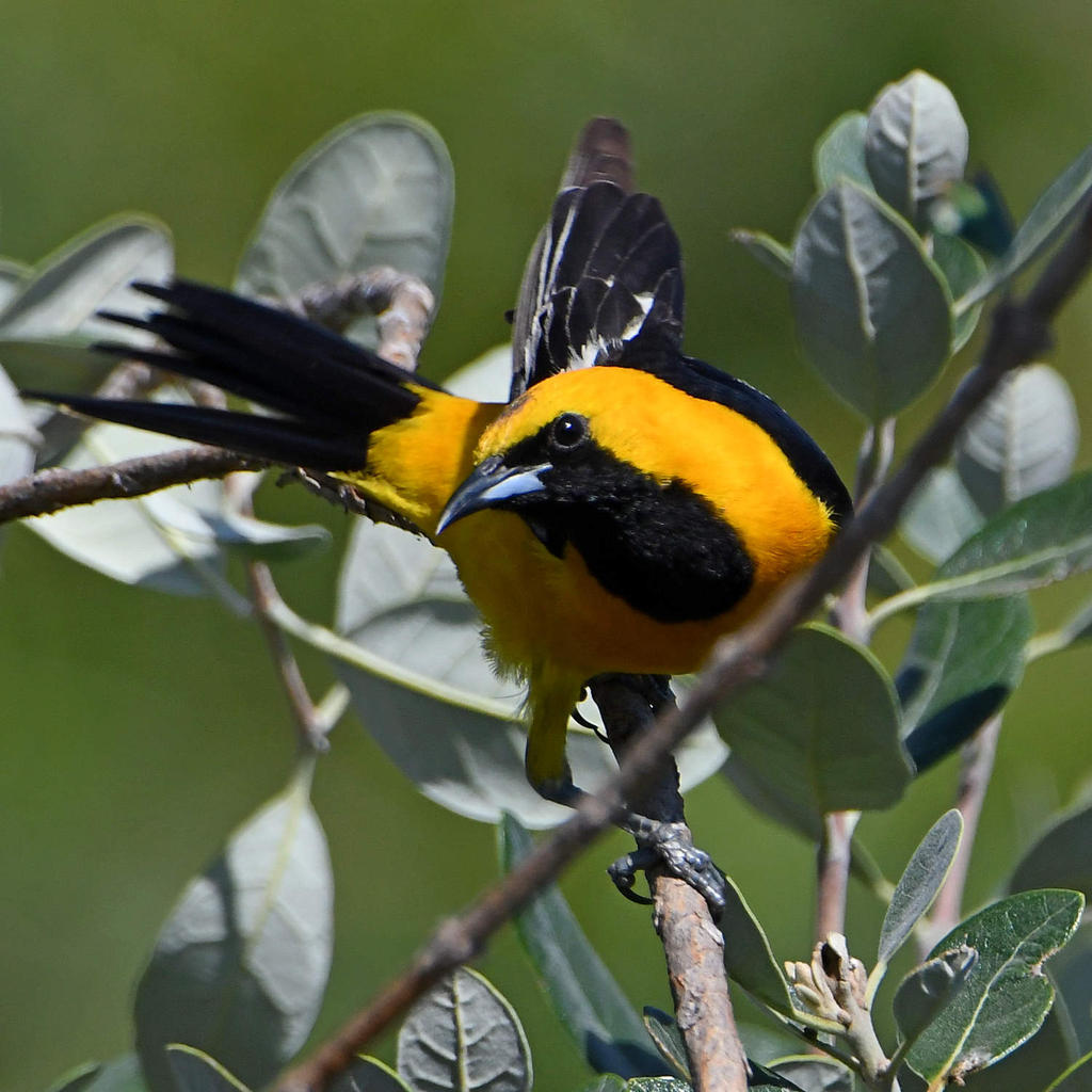 Oriole4.jpg